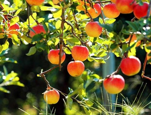 Fruit Tree Sale at Stroud Farmers Market 21st January 2017