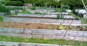 Vale Community Hospital Allotments