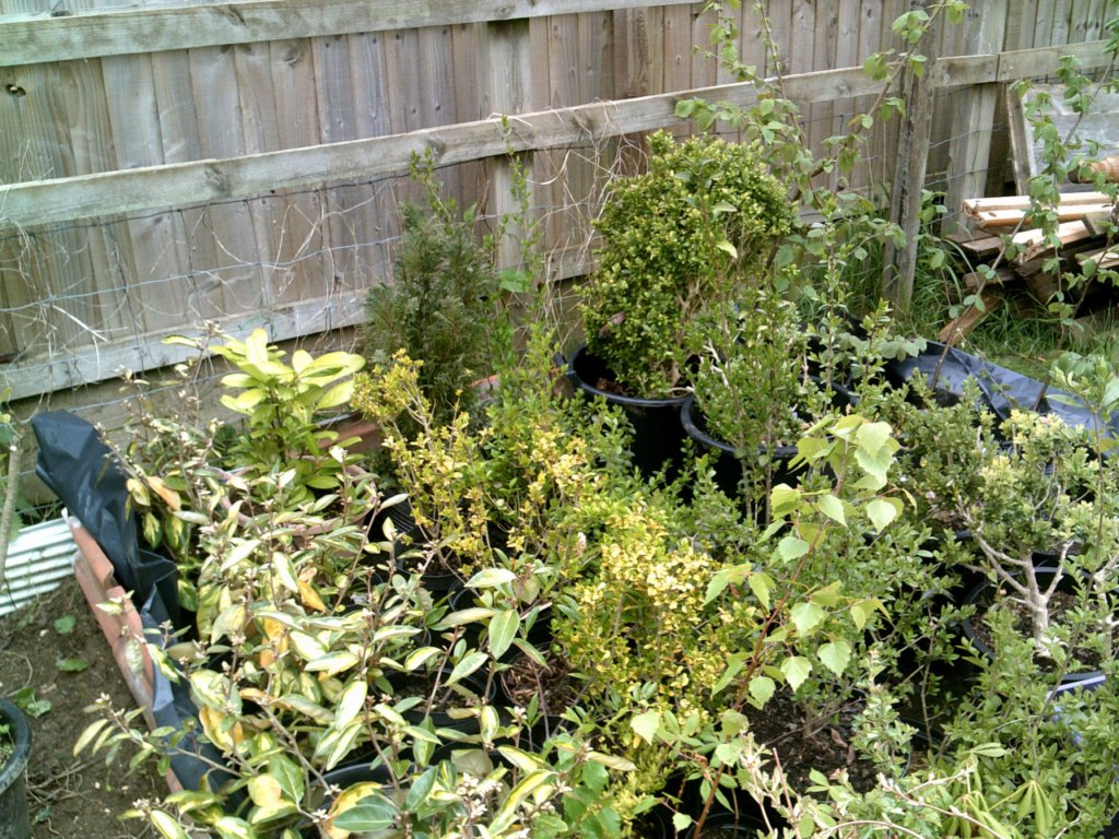 Plant for sale at Down to Earth Ebley site