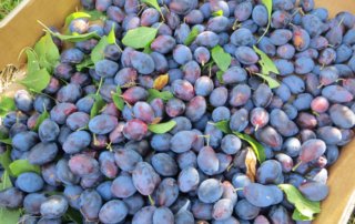 Harvest plums