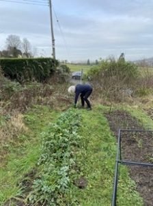 Gardening at the Down to earth Selsley site